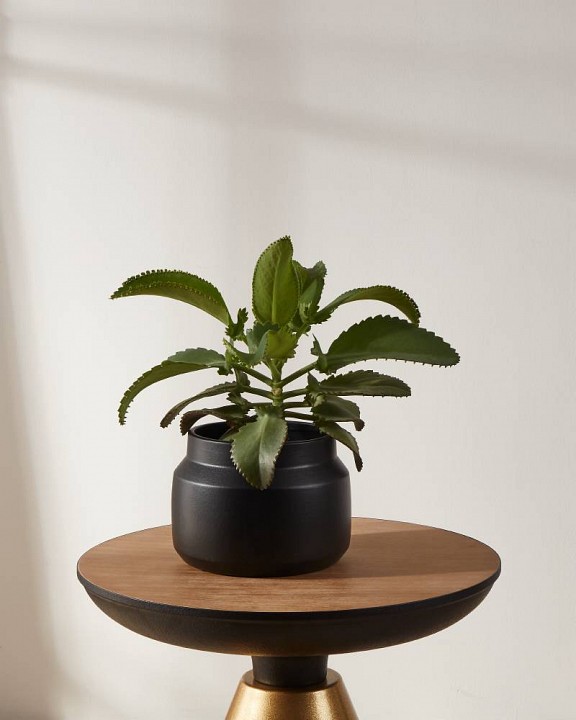 Кашпо eglo parkent 428145